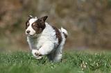 BORDER COLLIE 822